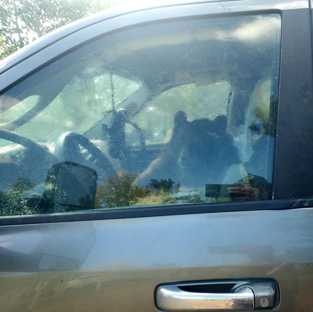 bear in car (@CPW_NE) 