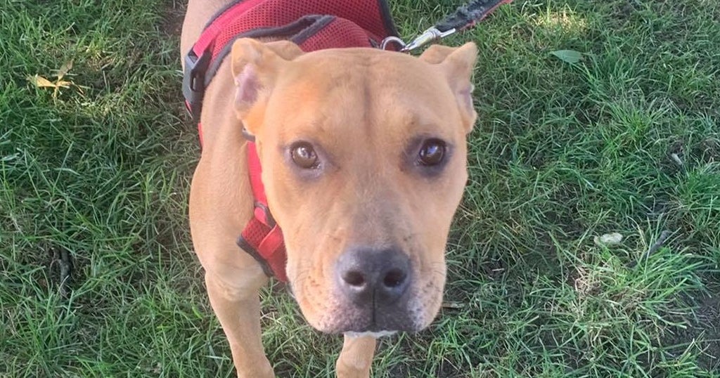 Dog Found Tied Up, Abandoned In Everett Park - CBS Boston
