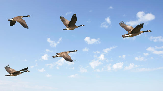 canada-geese.jpg 