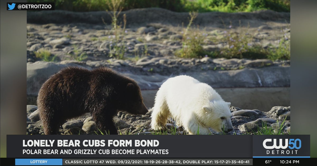Meet These Two Bear Cubs Who Have Inseparable At The Detroit Zoo