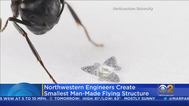 Smallest-Flying.jpg 