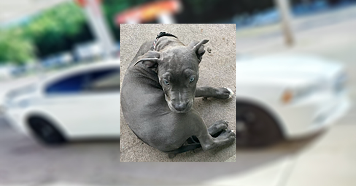 Public's Help Requested After Car Stolen With 5-Month-Old Dog Inside ...