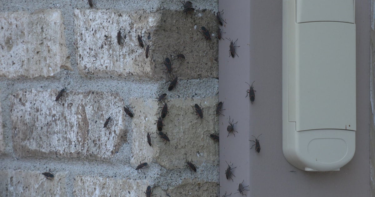 Homeowners Creeped Out By Boxelder Bug Influx: 'They're Kind Of ...