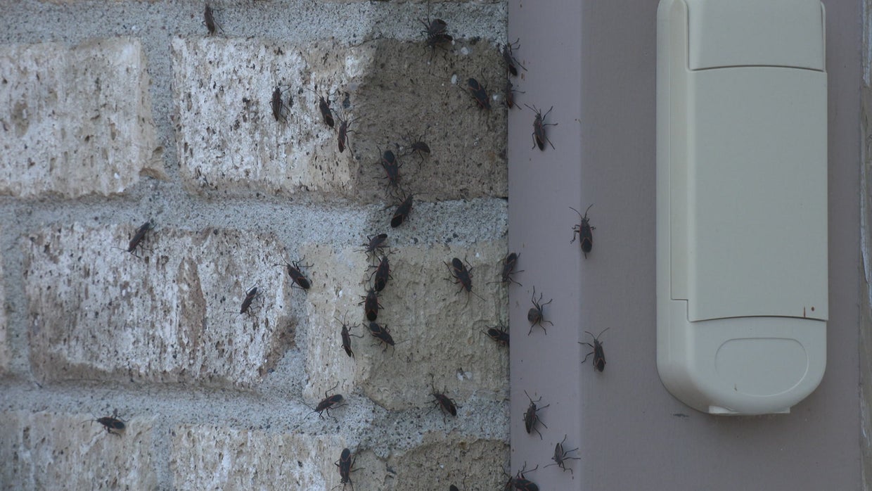Homeowners Creeped Out By Boxelder Bug Influx 'They're Kind Of Startling' CBS Minnesota