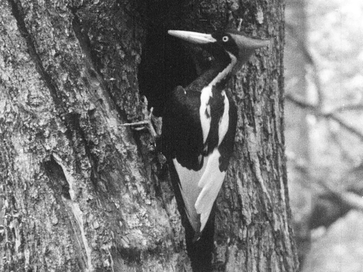 Ivory Billed Woodpecker 22 Other Species Declared Extinct By Us Government Cbs News 