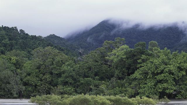 Rainforest, Cape Tribulation, Queensland 