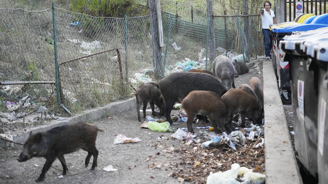 Italy Wild Boars 