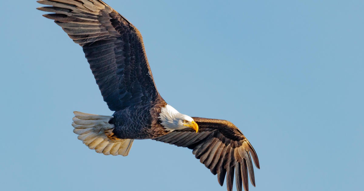 Bald eagles and other birds' behavior may have changed due to COVID ...