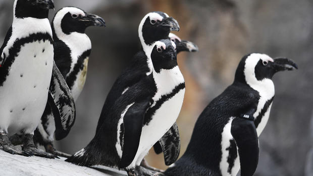 penguin habitat denver zoo 