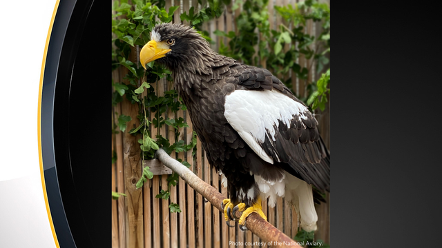 kodiak-sea-eagle-national-aviary.png 