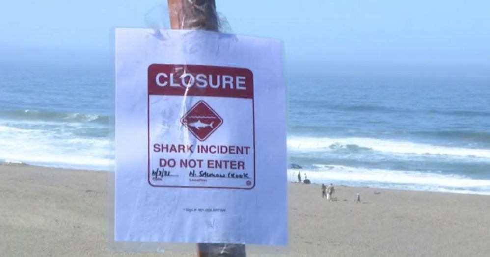Surfer attacked by shark off California coast "He had a struggle with