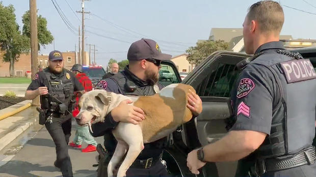 Pit Bull Rescued from House Fire in Oakley 