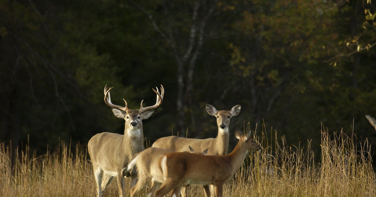 Michigan DNR Tests Show 6 Deer Died From Viral Disease CBS Detroit