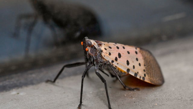 Adult Spotted Lanterfly In Reading Pennsylvania 