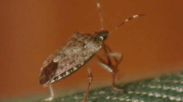 Stink-bug-1.jpg 