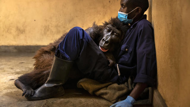 Virunga Announces Death Of Ndakasi, Orphaned Mountain Gorilla 