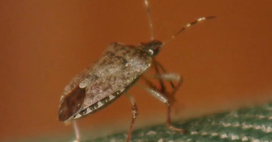 Stink Bugs Causing Major Headaches, Despite Posing No Harm 'They'll
