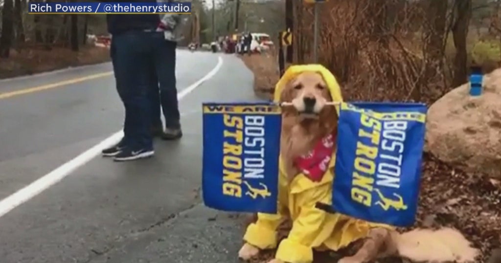 Spencer the Boston Marathon dog to be honored with portrait at Fairmont Copley Plaza