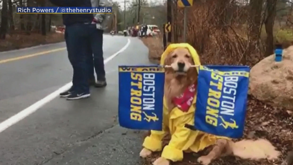 Spencer The Boston Marathon Dog Returning To Support Runners Following