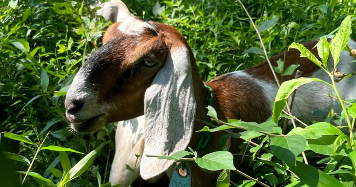 'Goat Fest' taking place in South Side Park on Saturday CBS Pittsburgh