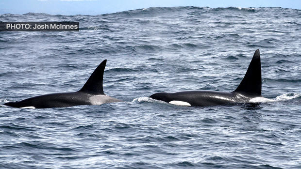 Outer Coast Transient Killer Whales 