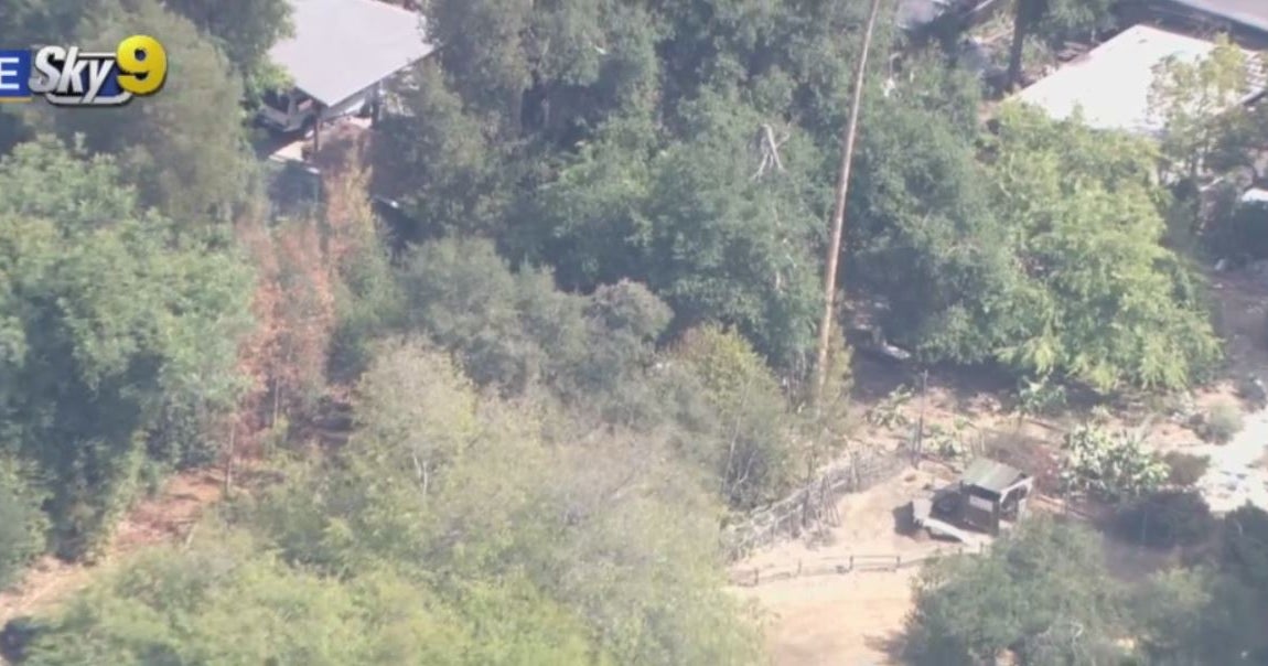 Bear Spotted Wandering Through Pasadena Neighborhood CBS Los Angeles