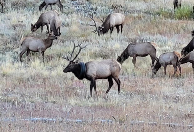 No More Tire Elk 10 (from video, credit Pat Hemstreet) 