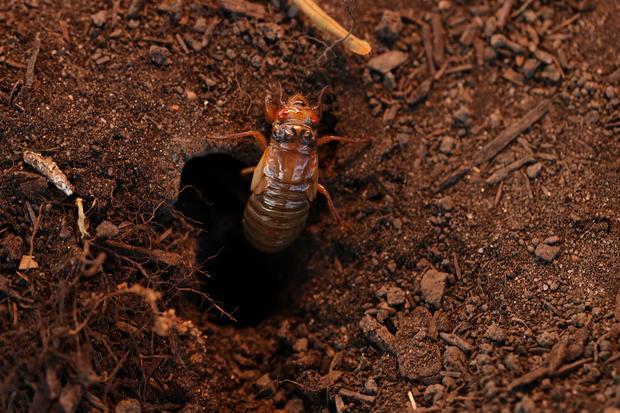 Brood X Cicadas Emerge After 17 Years Underground 