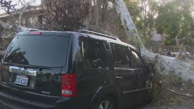 tree-down-on-SUV.jpg 