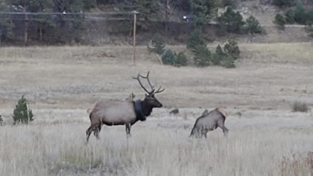 Elk Tire Around Neck 