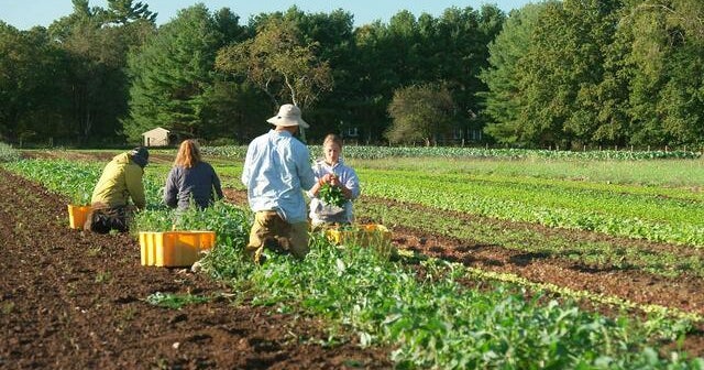 Environmentallyminded young workers trade office jobs for work on the