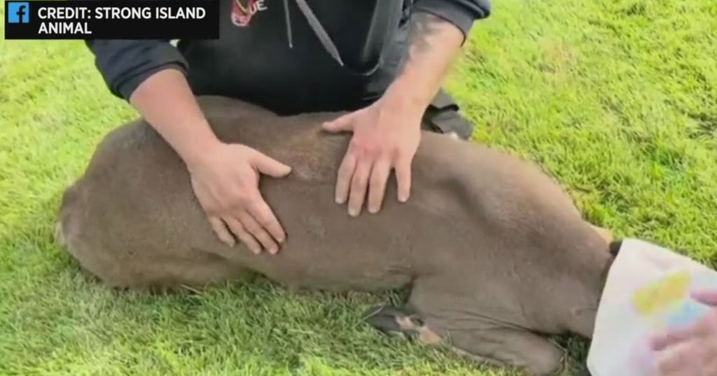 Deer Rescued After Getting Stuck On Back Between Fences On Long Island ...
