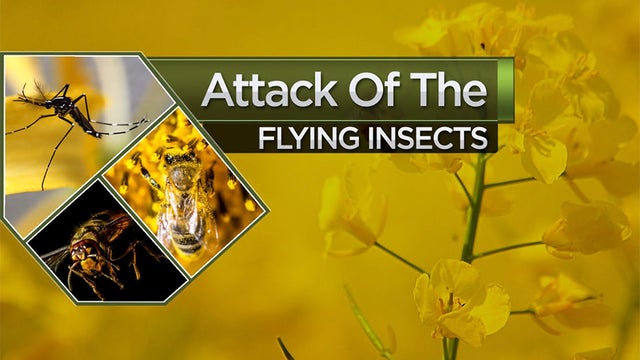 flying-insects.jpg 