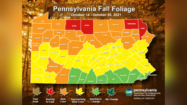 fall-folliage-week-3.png 