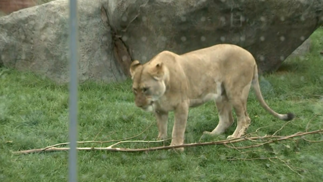 Lincoln-Park-Zoo-Lion.png 