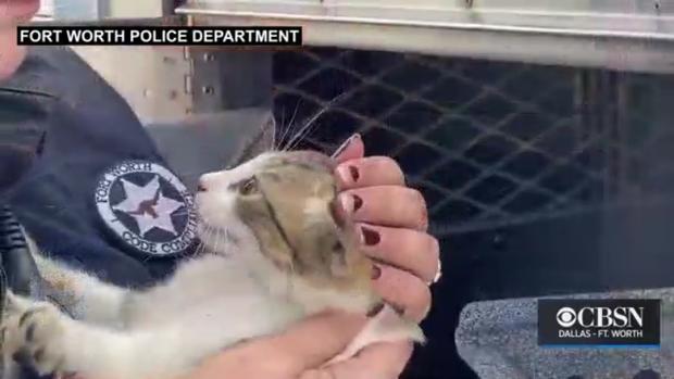 Fort Worth Police Cat Rescue 