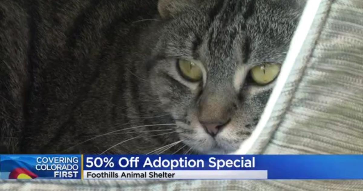 Want A Pet? Foothills Animal Shelter Offering 50% Off Adoption Fees This  Weekend - CBS Colorado