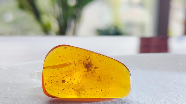 low-res-image-05-crab-in-amber-by-xiao-jia-jpg.png 