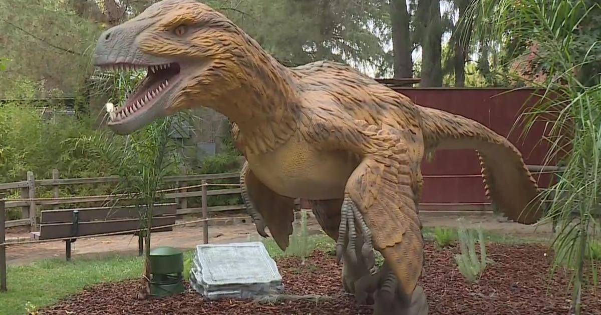 Dinosaur Exhibits Open At Sacramento Zoo CBS Sacramento