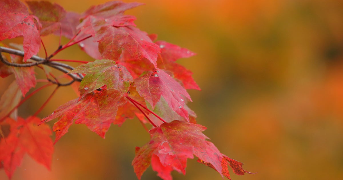 Fall Foliage Report: Central Maryland Halfway To Peak Colors - CBS ...