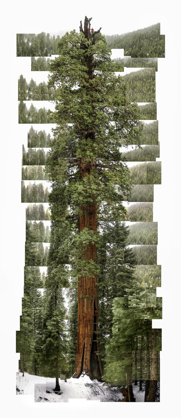 trees-sequoiastagg-p245-3k.jpg 