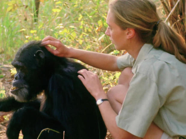 jane-goodall-with-chimpanzee-national-geographic.jpg 