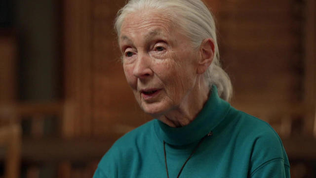 jane-goodall-interview-1280.jpg 