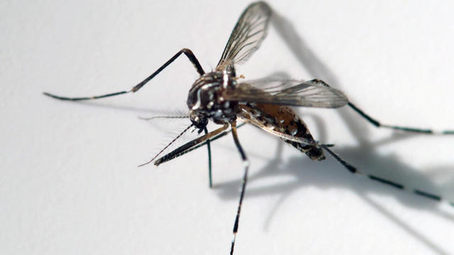 mosquito1920-821911-640x360.jpg 