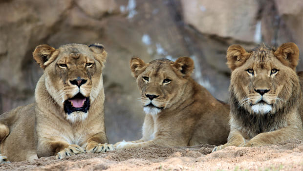 Denver Zoo Lions 
