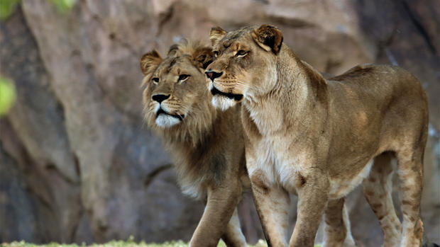 Denver Zoo Lions 