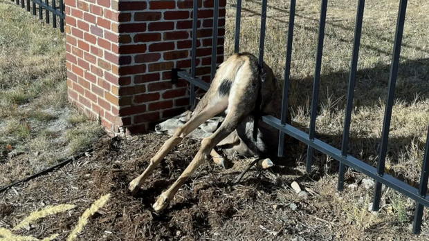 CO_ DEER RESCUED FROM FENCE 6VO.transfer_frame_0 