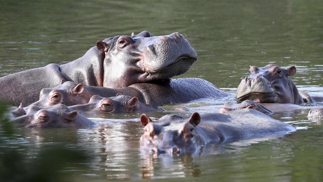 Pablo Escobar's Hippos-Ruling 