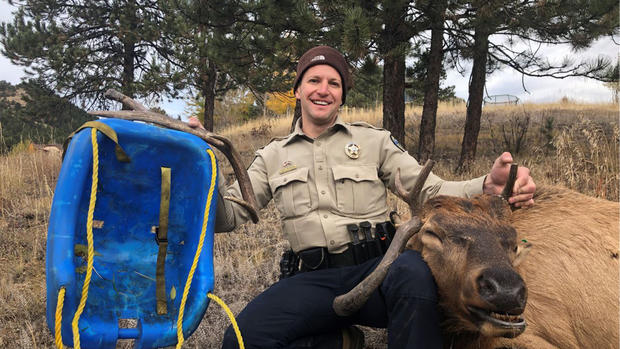 elk rescued from swing 13(@CPW_NE) copy 