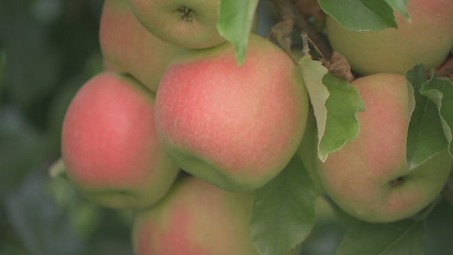 53PKG_JC_LINVILLA-APPLES_frame_0.jpg 